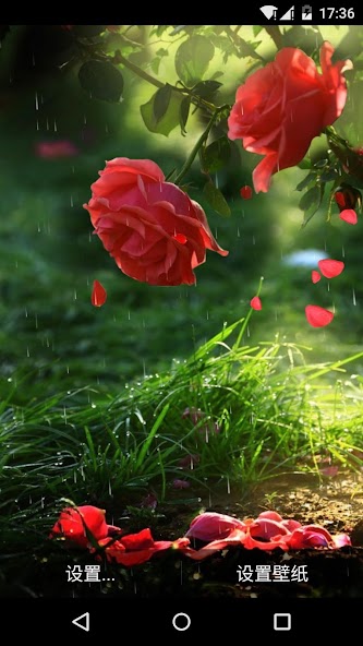 Red Rose