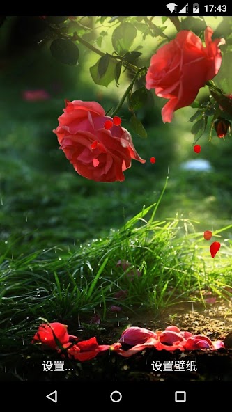Red Rose