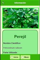 100 Plantas Medicinales