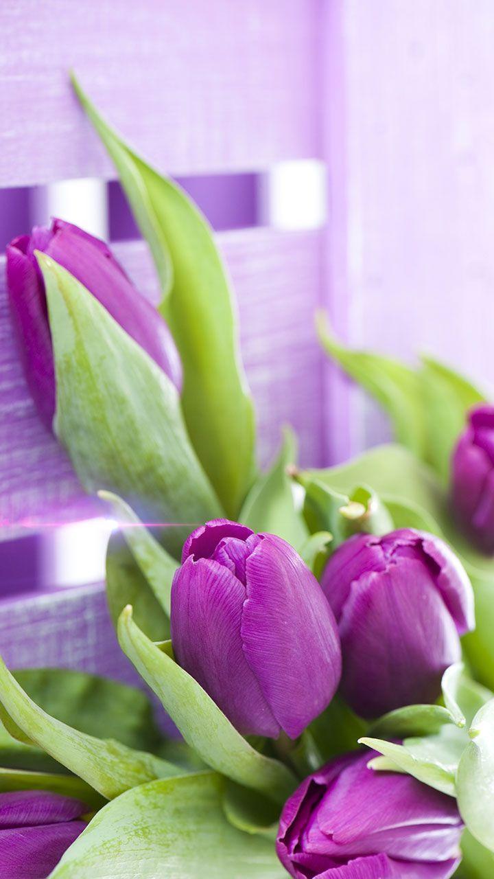 Purple Tulips Live Wallpaper