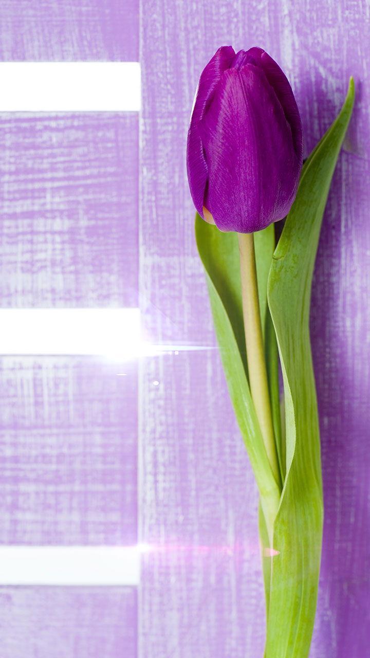 Purple Tulips Live Wallpaper