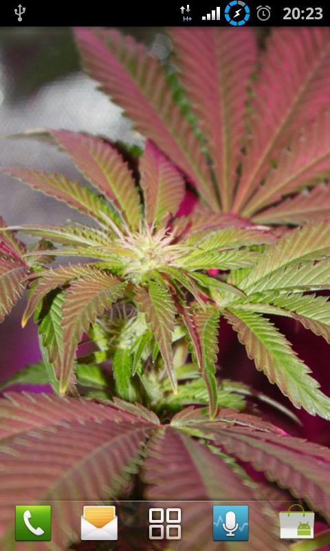 Hemp HD Wallpapers