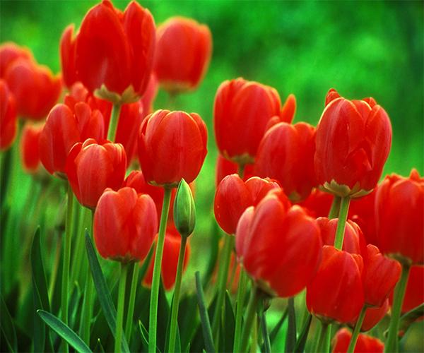 Tulip Live Wallpaper