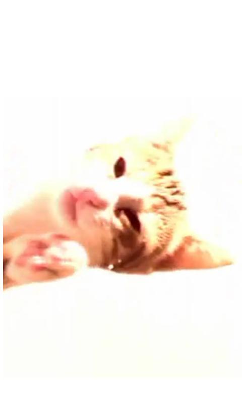 Cat Screen Cleaner
