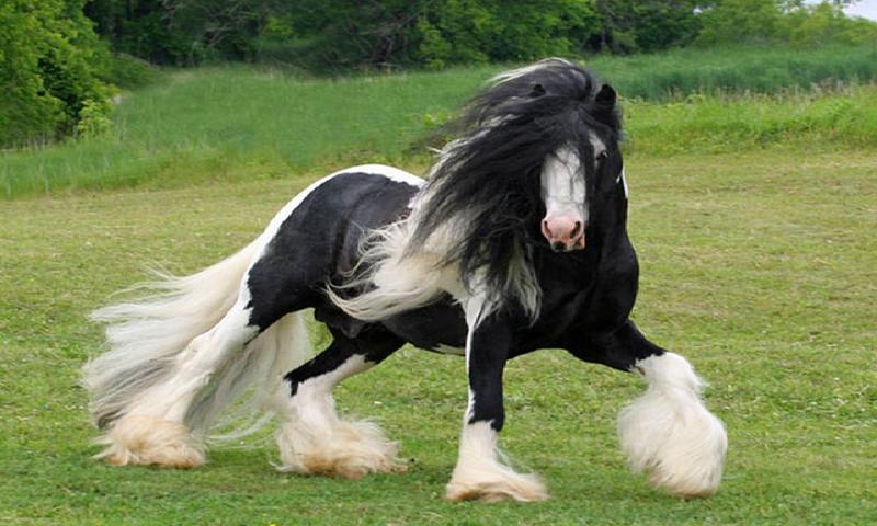 Horse wallpapers
