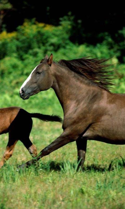 Horse wallpapers