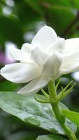 Jasmine Wallpapers