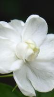 Jasmine Wallpapers