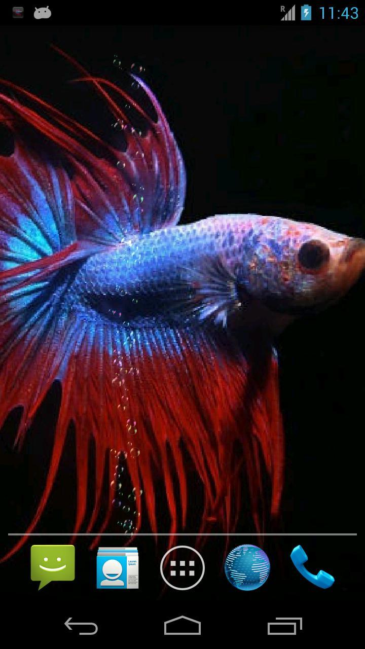 Betta Fish Live Wallpaper Free