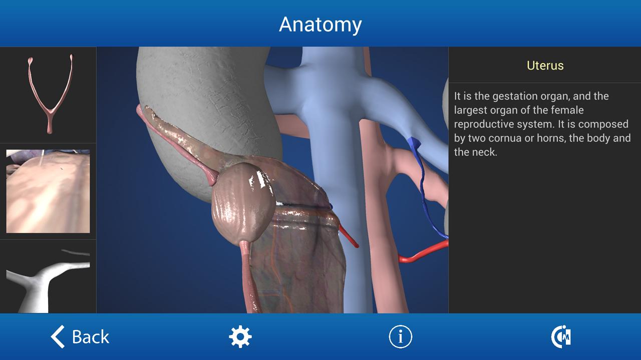 Ovariectomy in Dogs (Free)