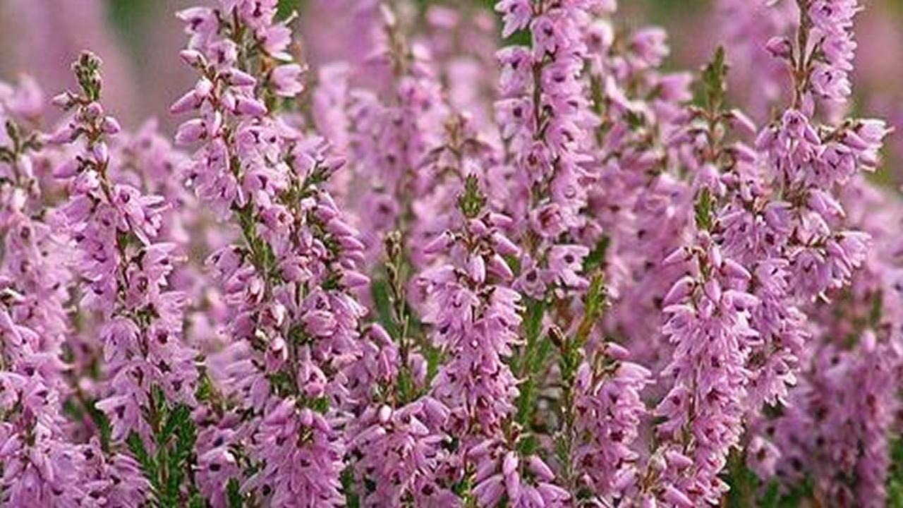 20 Plantas Medicinales