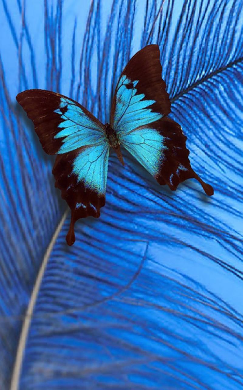Butterfly Live Wallpaper