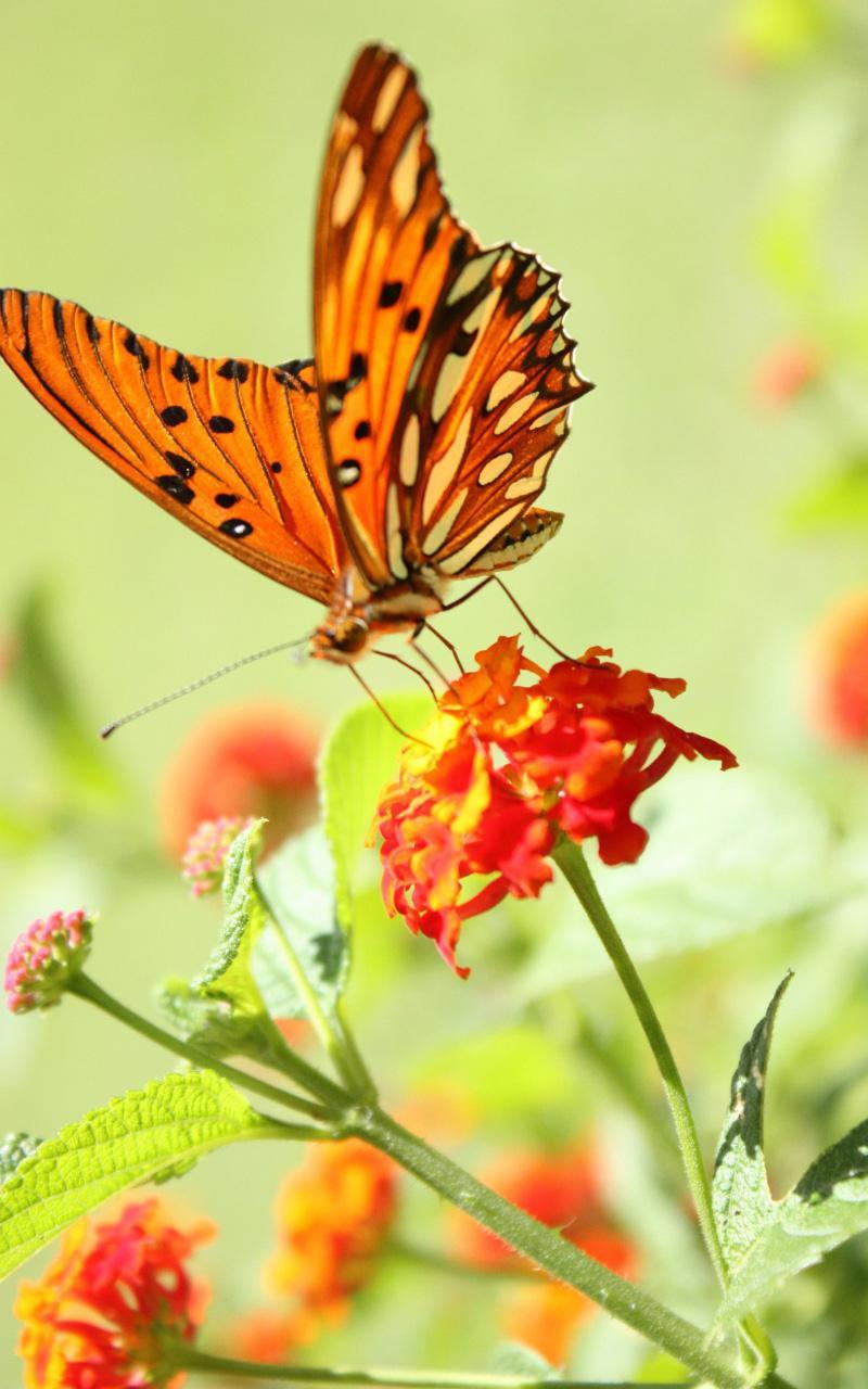 Butterfly Live Wallpaper