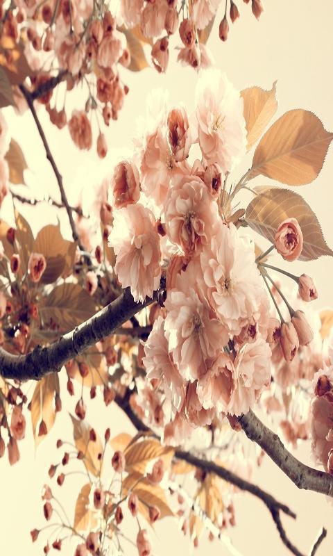 Vintage Wallpaper HD