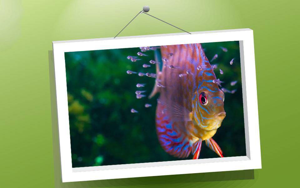 Picture Puzzle: Fishes