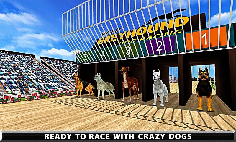 Wild Greyhound Dog Racing
