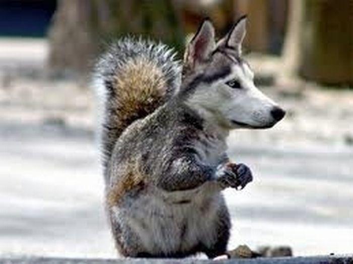 Crypto Animals