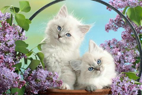 Spot the Difference Cats